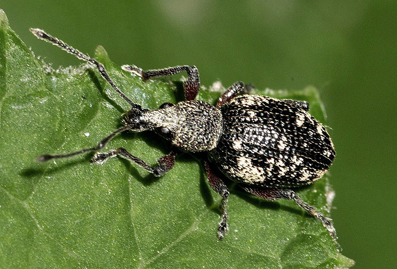 Curculionidae:  Otiorhynchus (Majetnecus) lepidopterus